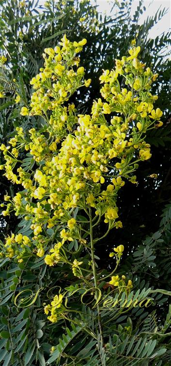  Inflorescence (Panicle of corymbs) 